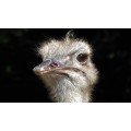 Козметика  със щраусова мас и олио от Ему | OSTRICH FUN | shtrausovamas.com